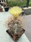 Preview: Astrophytum capricorne niveum